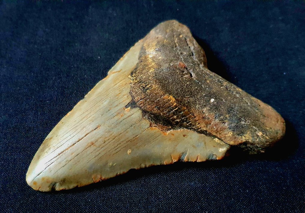 巨牙鯊 - 牙齒化石 - 114 mm - 84 mm #3.1