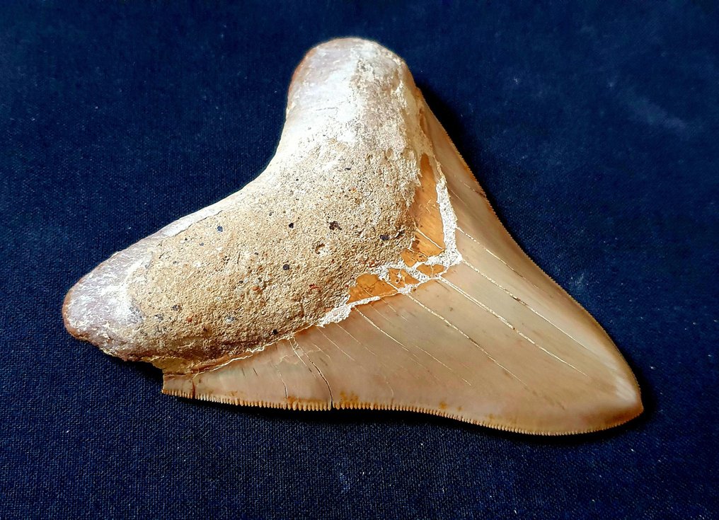 巨齿鲨 - 牙齿化石 - 118 mm - 96 mm #1.3
