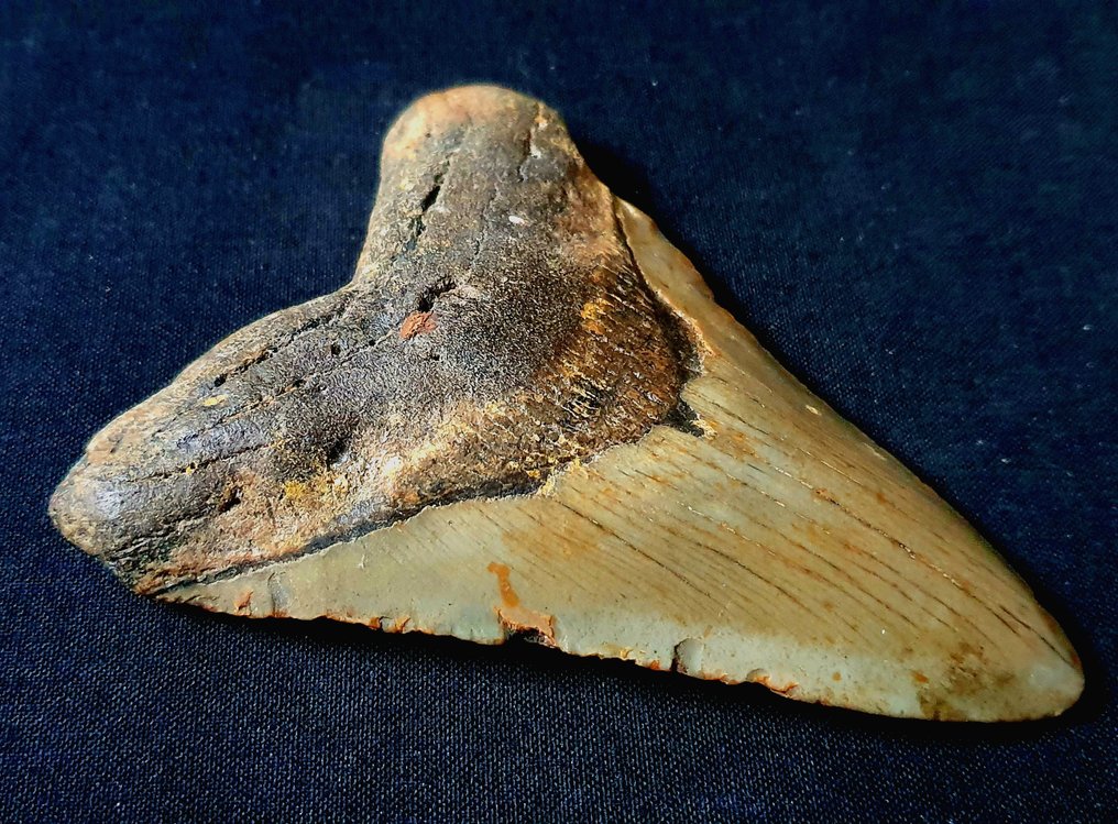 巨齿鲨 - 牙齿化石 - 114 mm - 84 mm #2.1