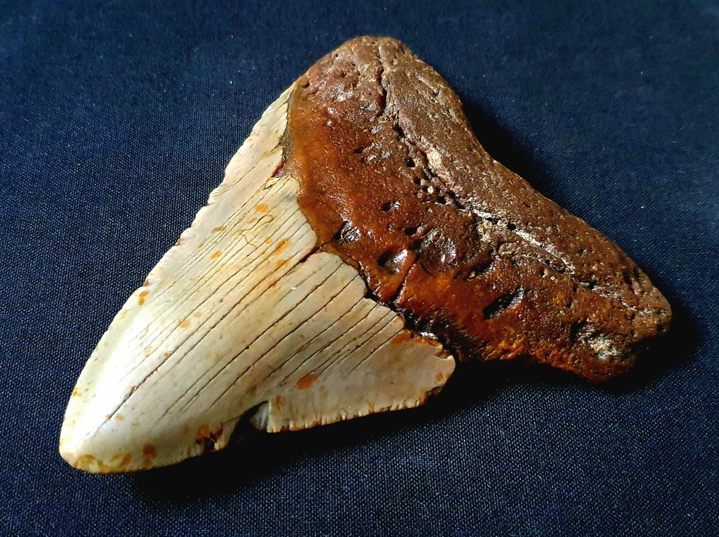 巨齿鲨 - 牙齿化石 - 126 mm - 103 mm #1.3