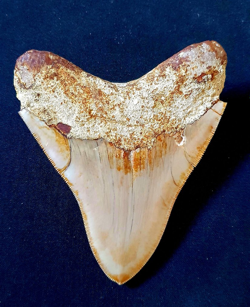 巨齿鲨 - 牙齿化石 - 118 mm - 96 mm #2.1
