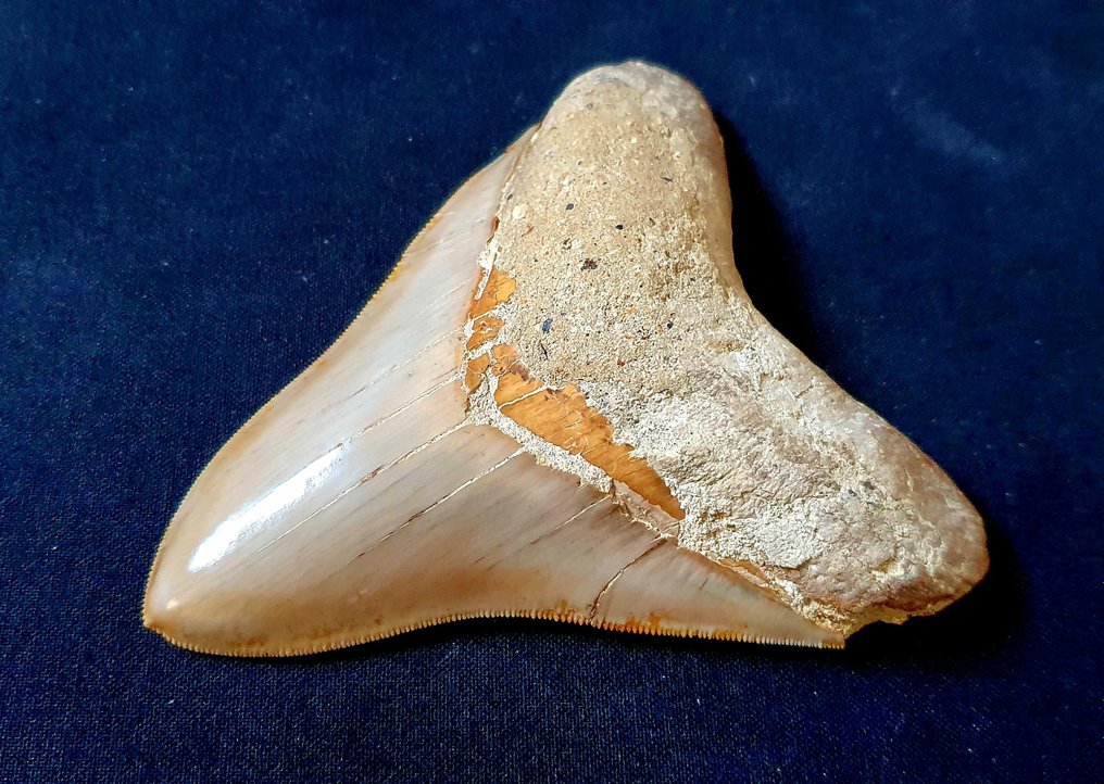 巨齿鲨 - 牙齿化石 - 118 mm - 96 mm #1.2