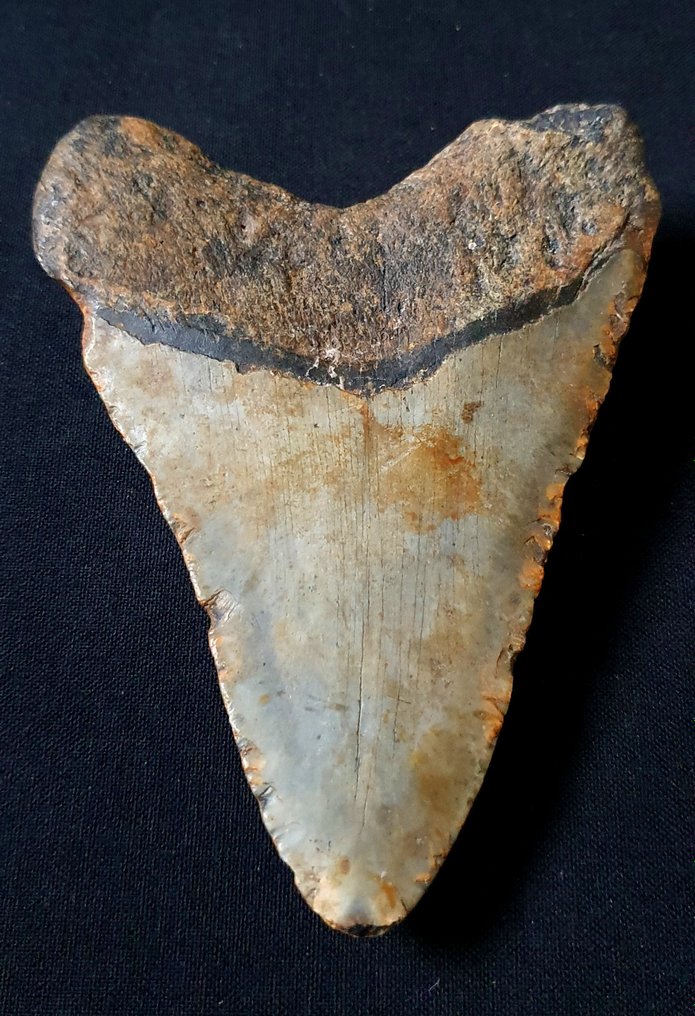 巨齿鲨 - 牙齿化石 - 114 mm - 84 mm #1.2