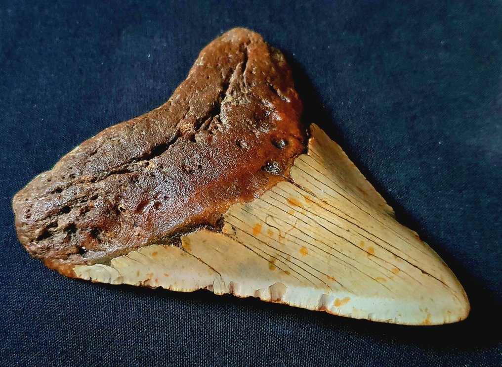 巨齿鲨 - 牙齿化石 - 126 mm - 103 mm #1.2