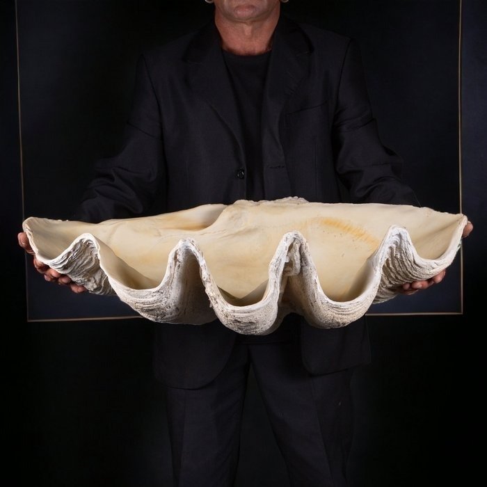 M.A.G. Proiecta Taxidermie montură corp întreg - - Giant Clam Shell Resin Replica - - 82 cm - 57 cm - 24 cm #1.2
