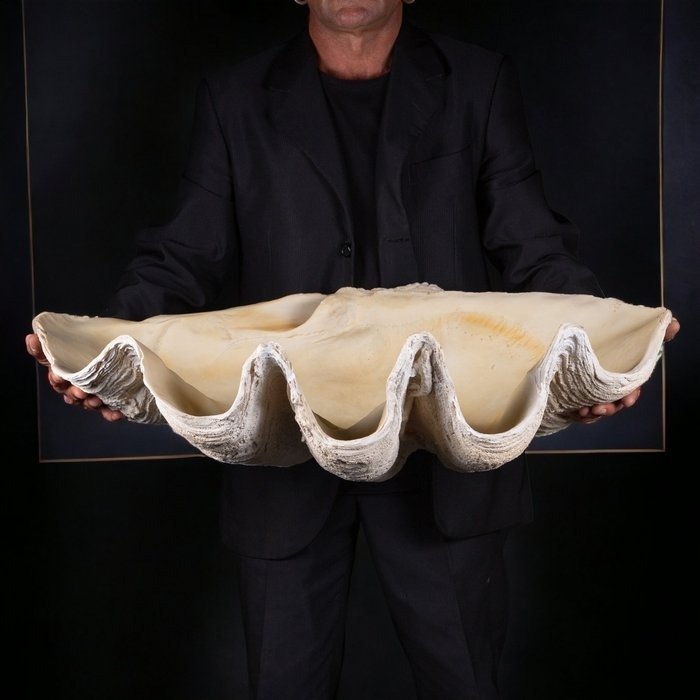 M.A.G. Design Eksponat taksydermiczny (całe ciało) - - Giant Clam Shell Resin Replica - - 82 cm - 57 cm - 24 cm #1.0