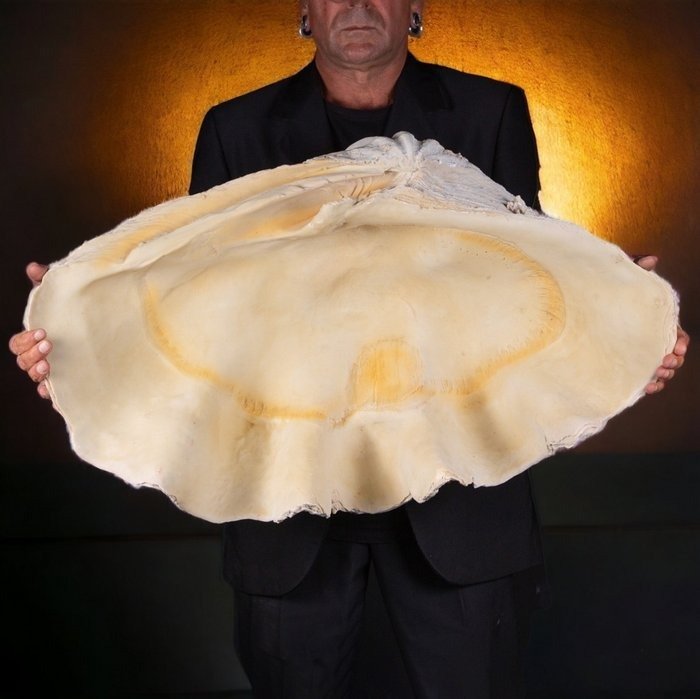 M.A.G. Proiecta Taxidermie montură corp întreg - - Giant Clam Shell Resin Replica - - 82 cm - 57 cm - 24 cm #1.1