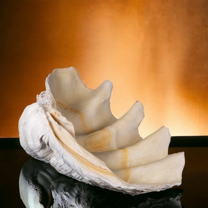 M.A.G. Proiecta Taxidermie montură corp întreg - - Giant Clam Shell Resin Replica - - 82 cm - 57 cm - 24 cm #2.1