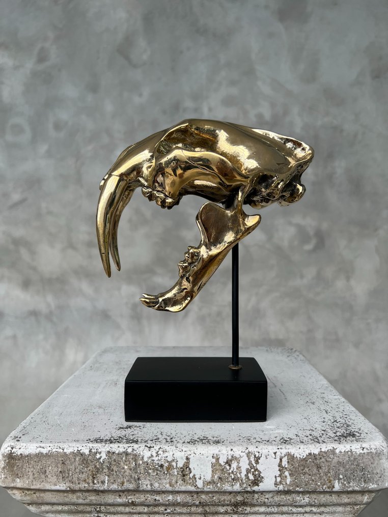 Statua, NO RESERVE PRICE - Saber Tooth Tiger Skull - Smilodon - Polished Bronze - 19 cm - Bronzo - 2025 #2.1