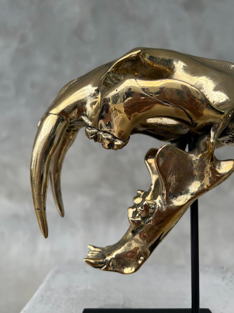 Statua, NO RESERVE PRICE - Saber Tooth Tiger Skull - Smilodon - Polished Bronze - 19 cm - Bronzo - 2025 #3.2
