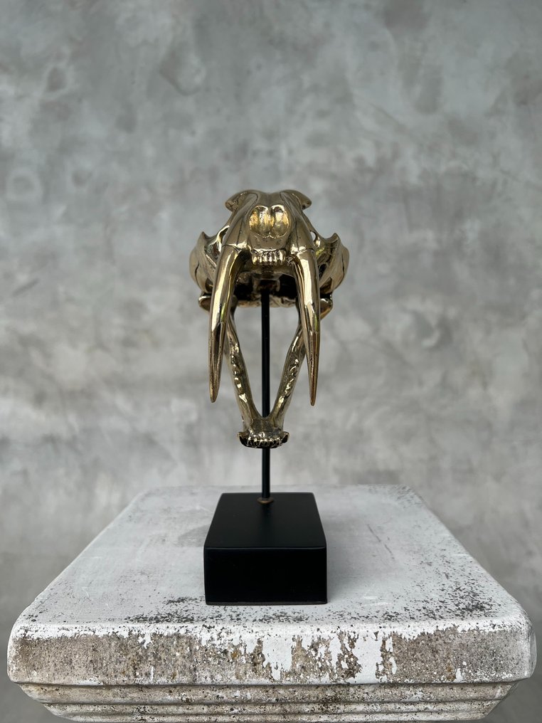 Statua, NO RESERVE PRICE - Saber Tooth Tiger Skull - Smilodon - Polished Bronze - 19 cm - Bronzo - 2025 #4.3