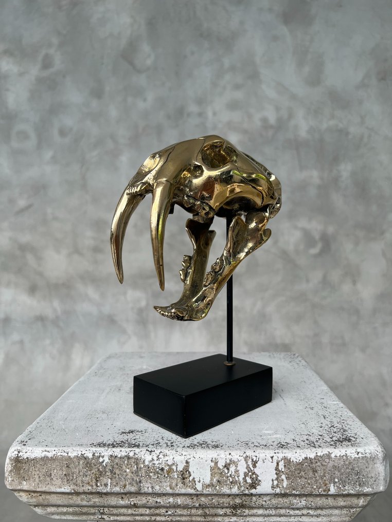 Statua, NO RESERVE PRICE - Saber Tooth Tiger Skull - Smilodon - Polished Bronze - 19 cm - Bronzo - 2025 #1.0