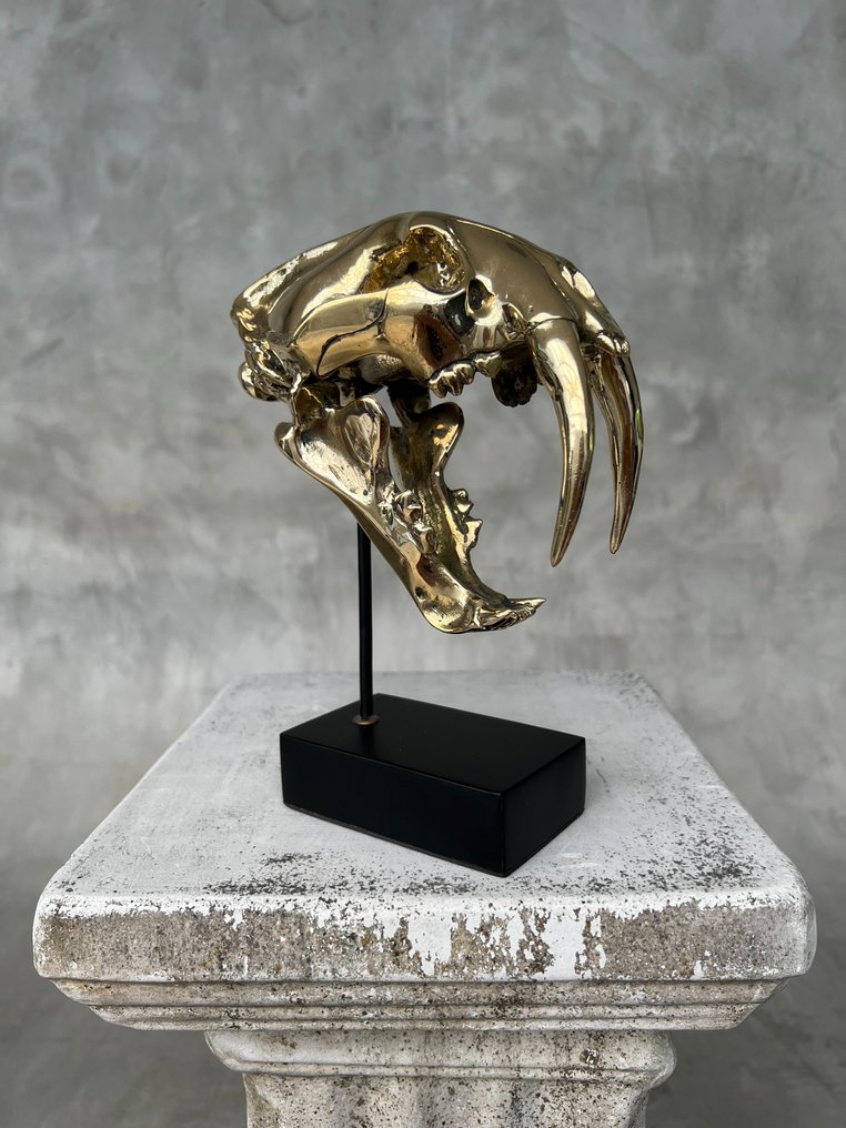 Statua, NO RESERVE PRICE - Saber Tooth Tiger Skull - Smilodon - Polished Bronze - 19 cm - Bronzo - 2025 #1.0