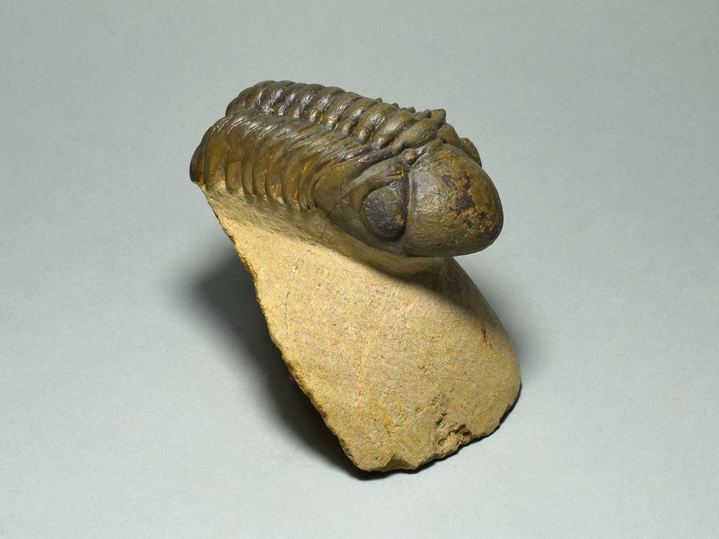 Trilobit - Tierfossil - Reedops cephalotes #2.2