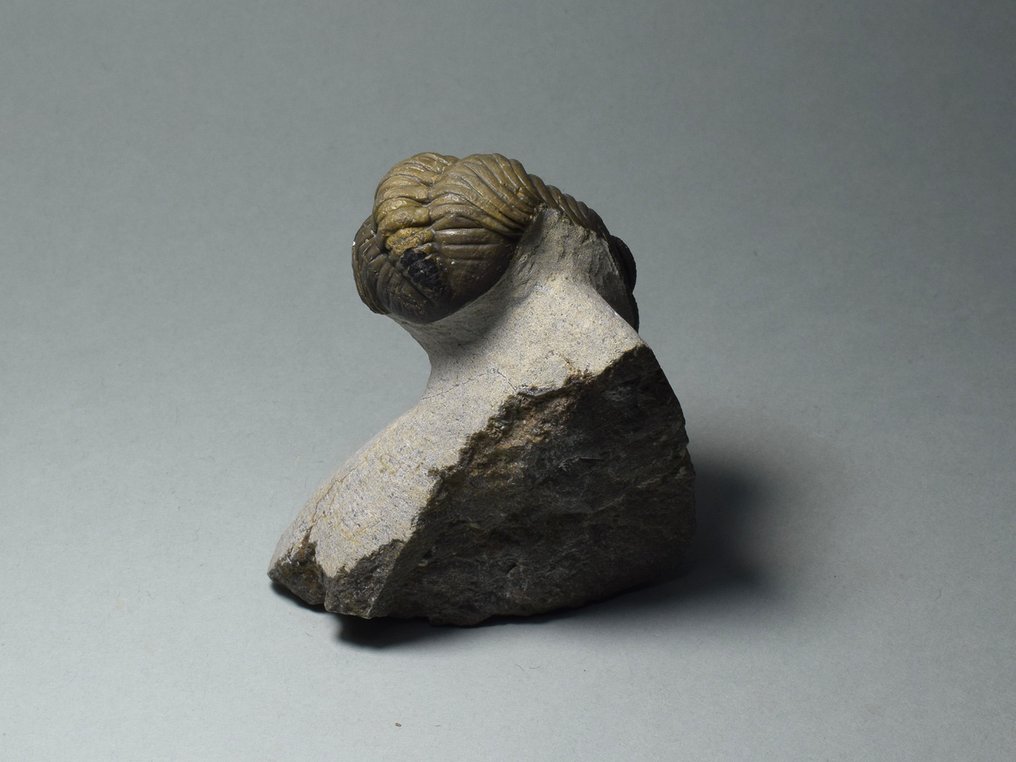 Trilobit - Tierfossil - Phacops sp. - 7.1 cm #3.1