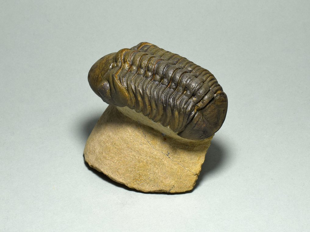 Trilobit - Tierfossil - Reedops cephalotes #3.2