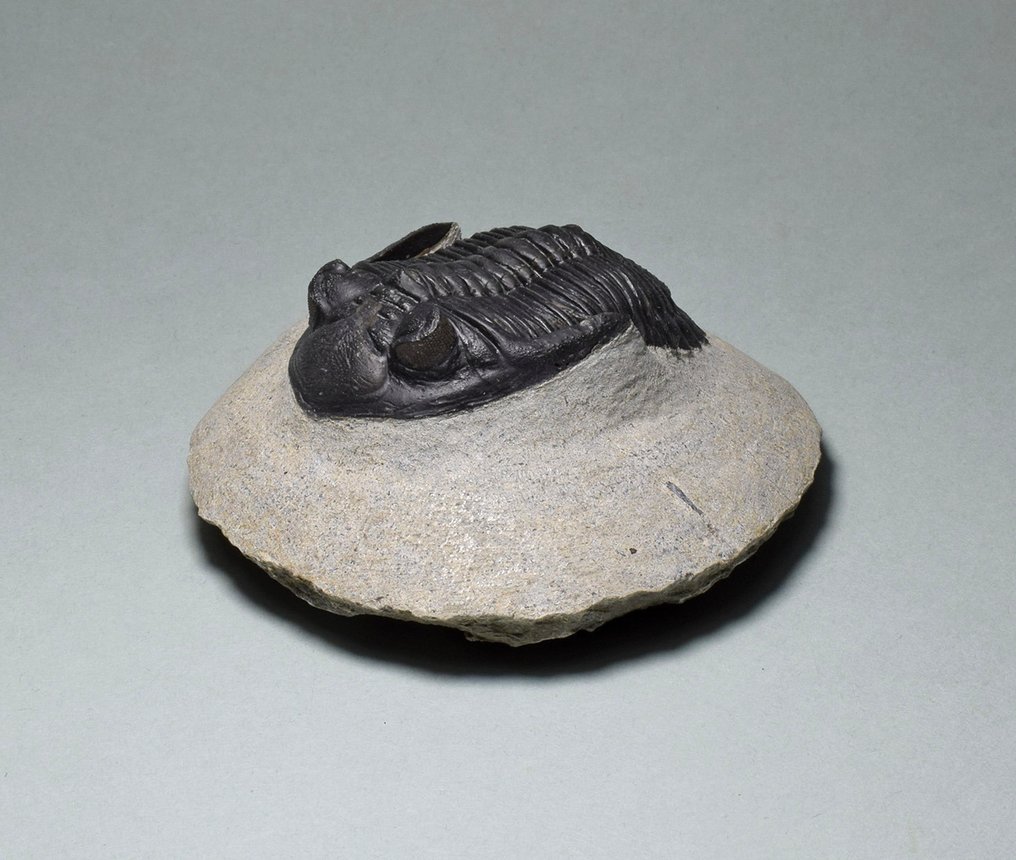 三叶虫 - 动物化石 - Hollardops mesocristata - 5.2 cm #2.1