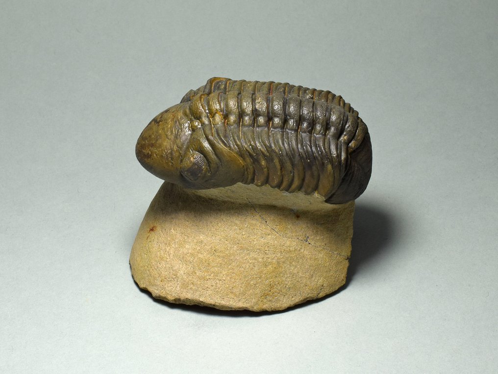 Trilobit - Tierfossil - Reedops cephalotes #1.1