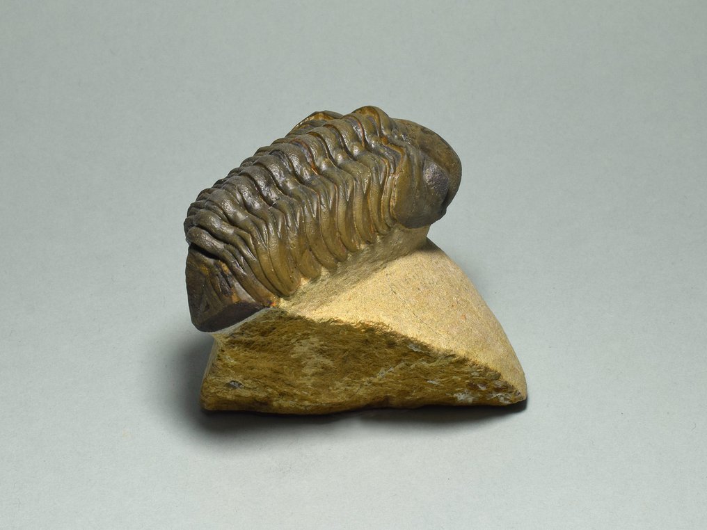 Trilobit - Tierfossil - Reedops cephalotes #3.1