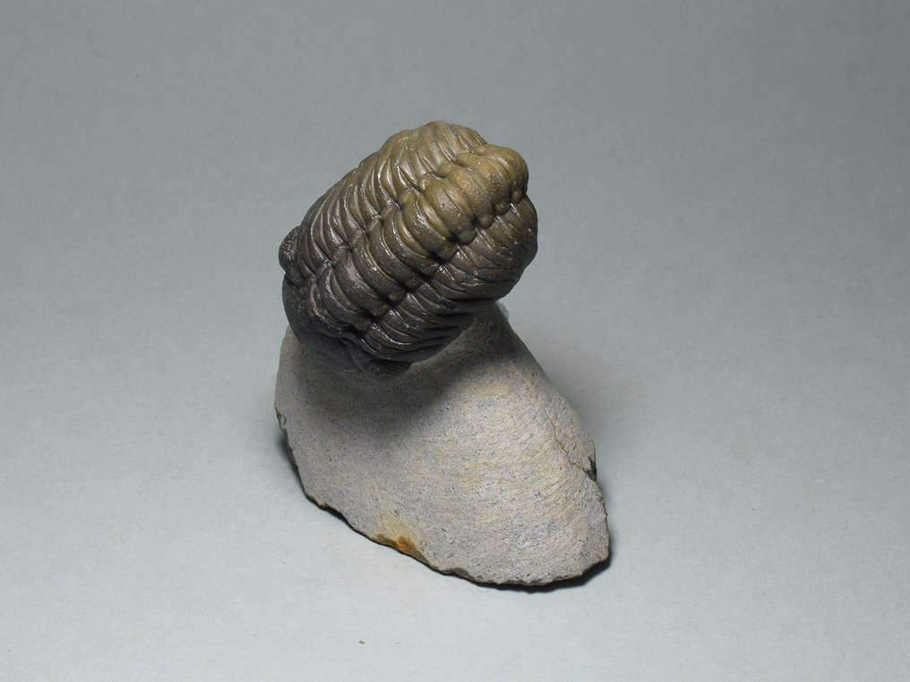 Trilobit - Tierfossil - Phacops sp. - 7.1 cm #2.2