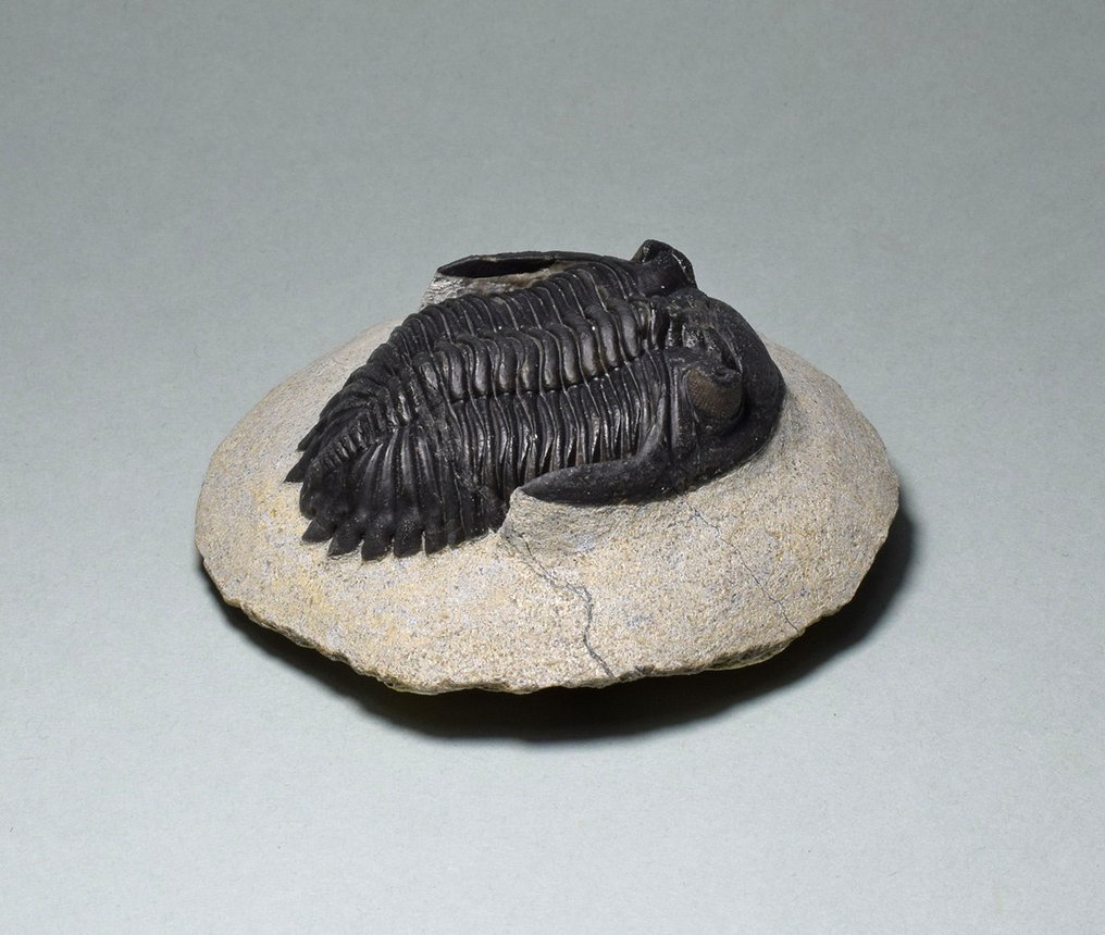 三叶虫 - 动物化石 - Hollardops mesocristata - 5.2 cm #3.1