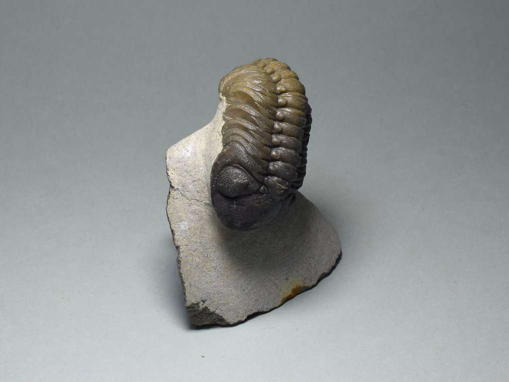 三叶虫 - 动物化石 - Phacops sp. - 7.1 cm #1.1
