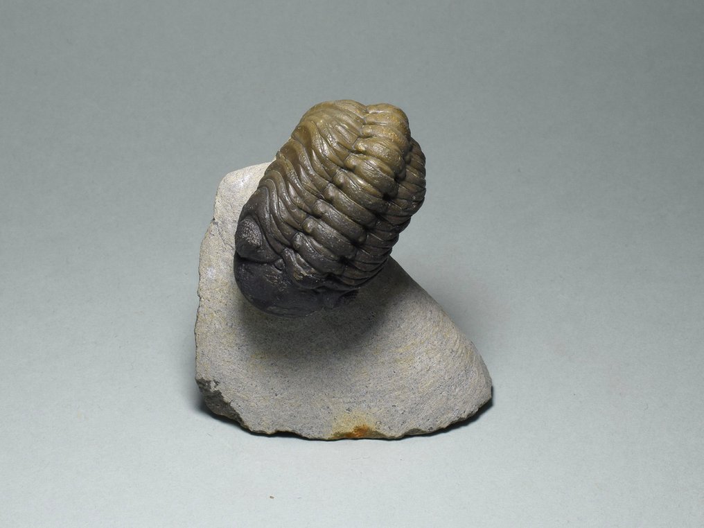 Trilobit - Tierfossil - Phacops sp. - 7.1 cm #2.1