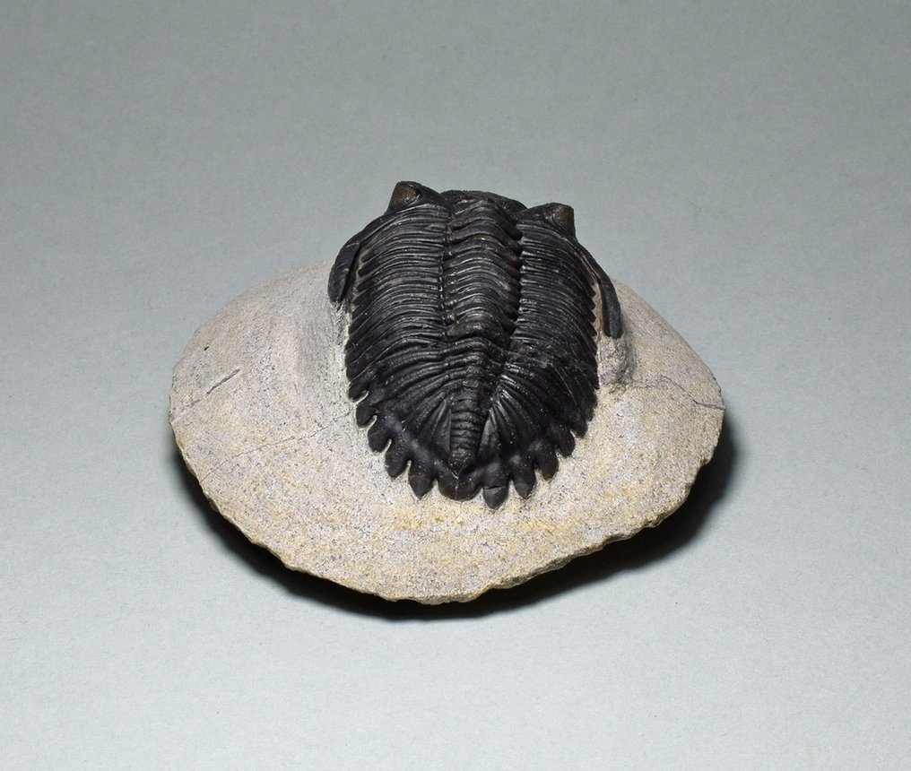 三叶虫 - 动物化石 - Hollardops mesocristata - 5.2 cm #3.2