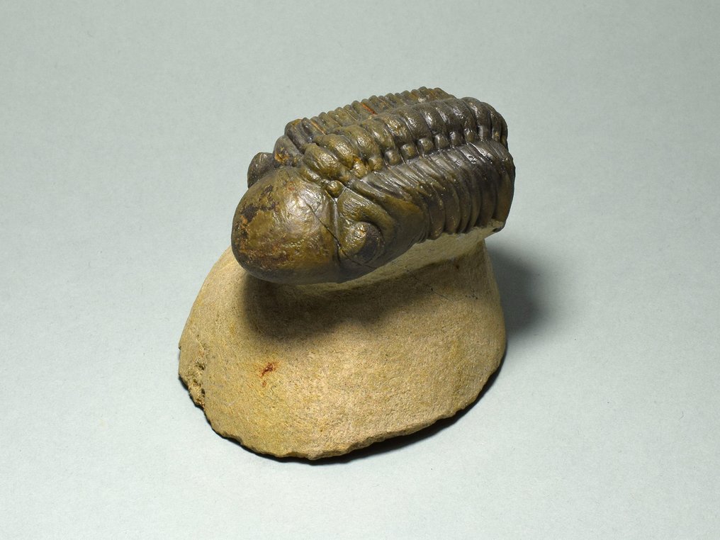 Trilobit - Tierfossil - Reedops cephalotes #2.1