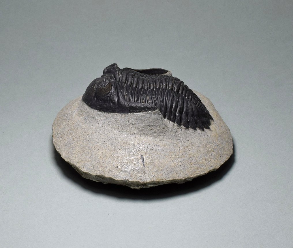 三叶虫 - 动物化石 - Hollardops mesocristata - 5.2 cm #1.1