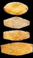 Oldtidens Grækenland Guld Fire guldmundstykker - 8.-5. århundrede f.Kr. - 8 cm #2.1