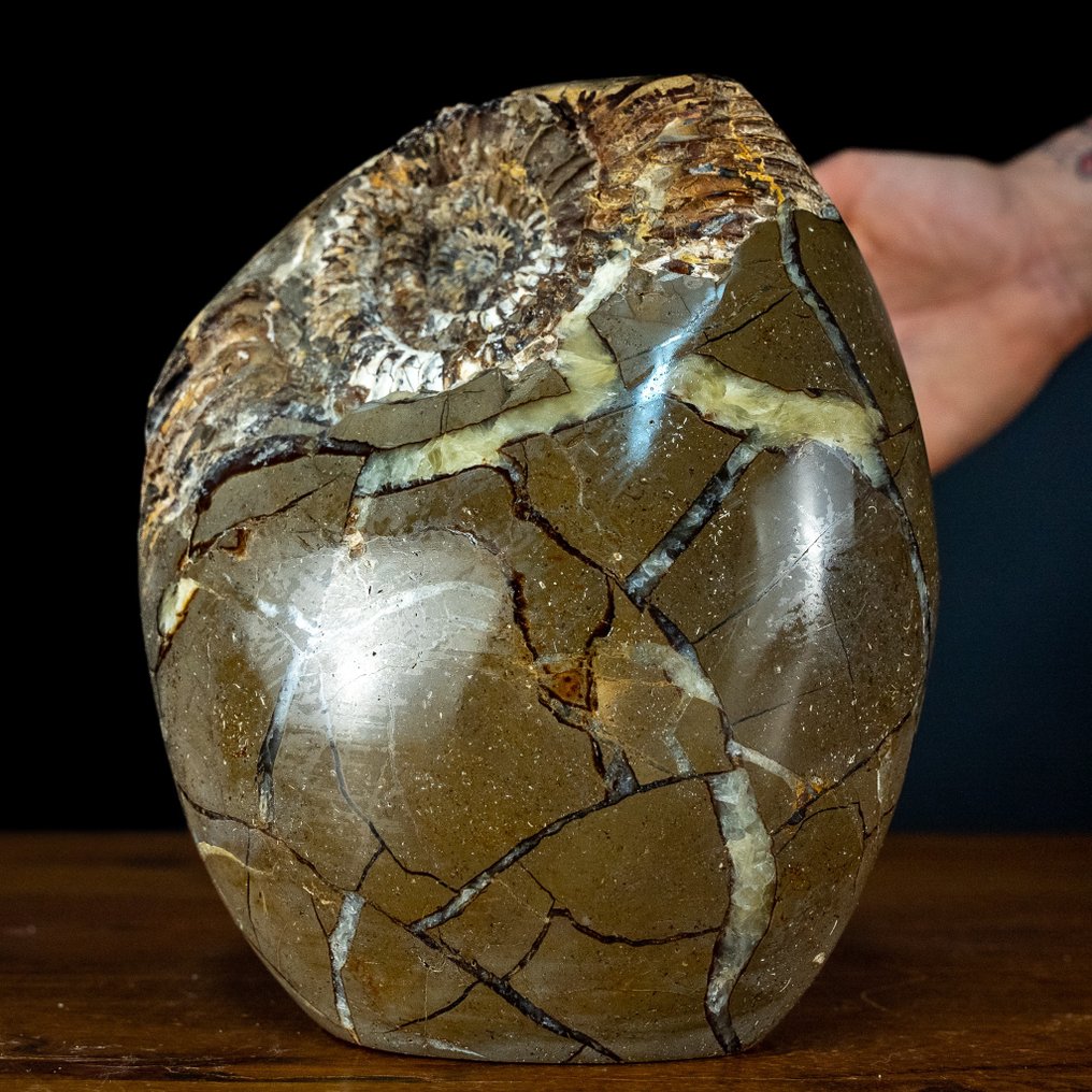 Meget sjælden! Fossiliserede Ammonitter i Septarian Fri form- 2433.61 g #1.2