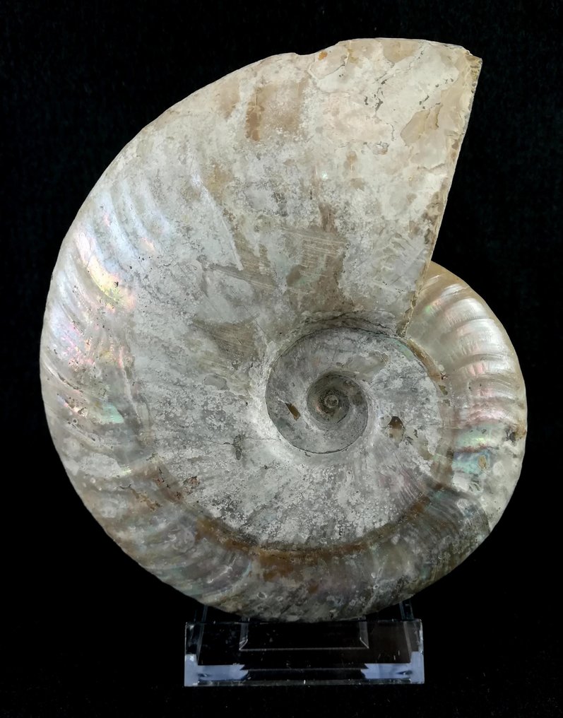 斑彩螺 - 动物化石 - Aioloceras (Cleoniceras) besairiei (Collignon 1949) - 14.5 cm - 12.3 cm #2.1