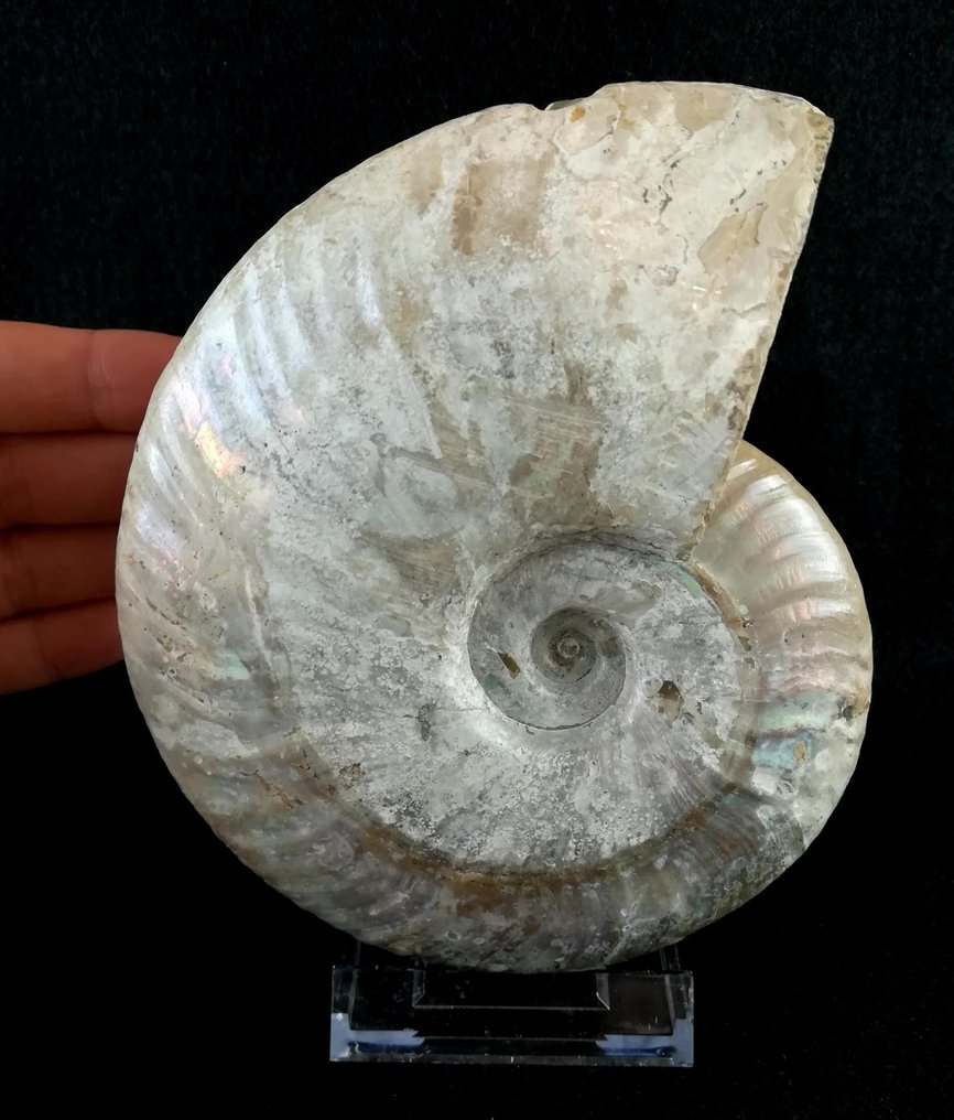Ammoniitti - Kivettynyt eläin - Aioloceras (Cleoniceras) besairiei (Collignon 1949) - 14.5 cm - 12.3 cm #2.2