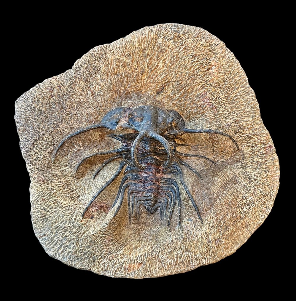 Imponerande exemplar (unikt i sin storlek) - Fossiliserat djur - Dicranurus monstrosus #1.1