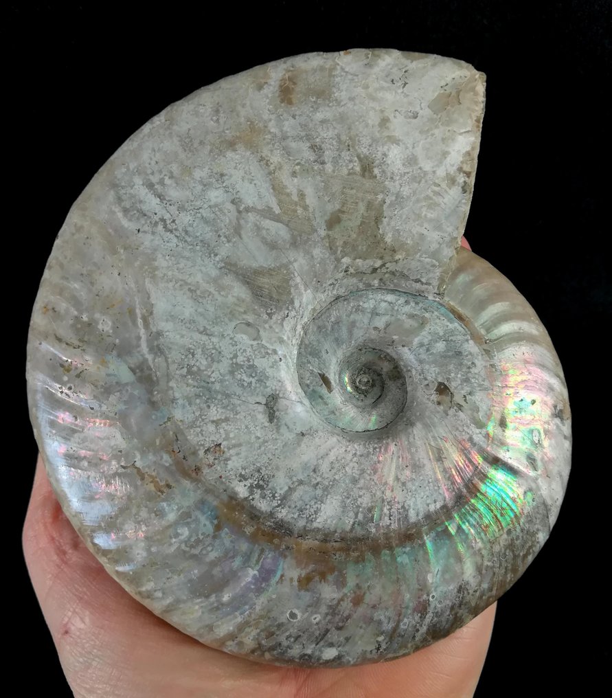 Ammonit - Forstenet dyr - Aioloceras (Cleoniceras) besairiei (Collignon 1949) - 14.5 cm - 12.3 cm #1.1