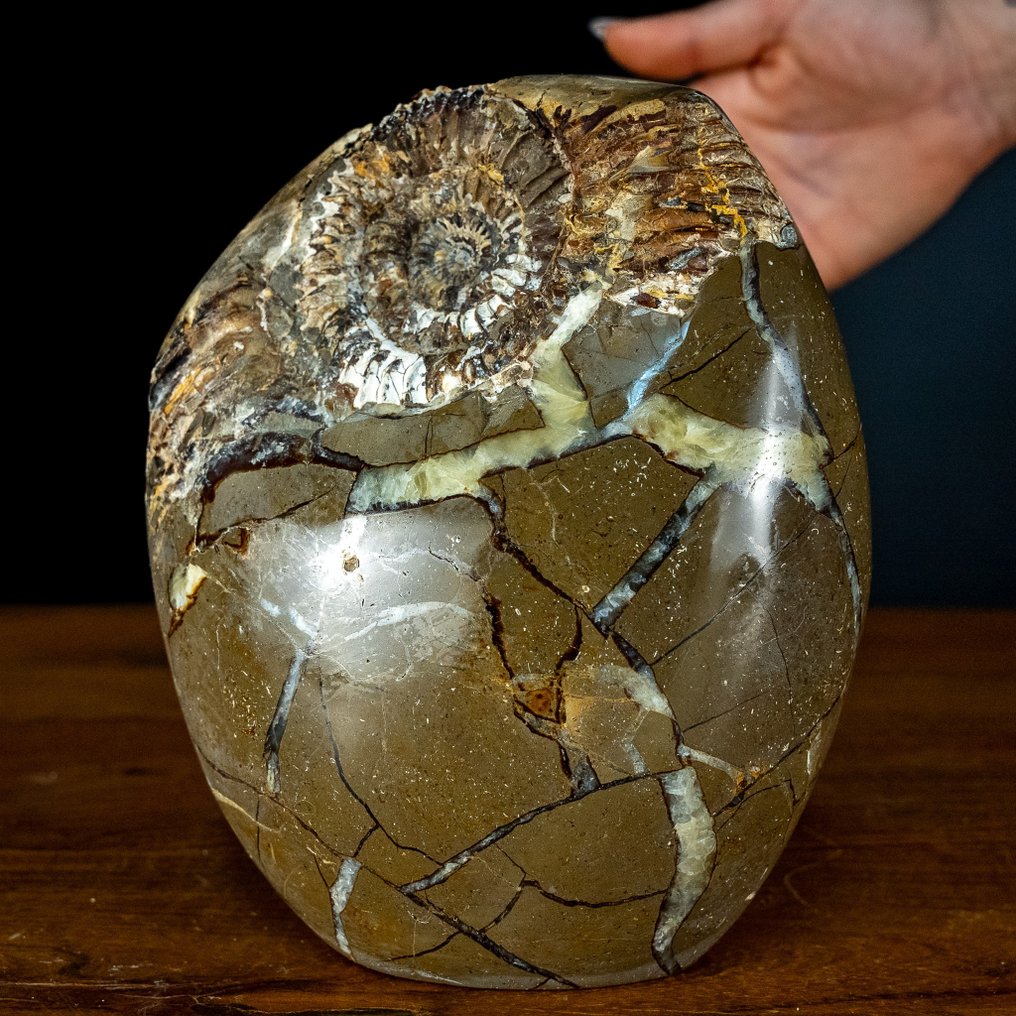 很稀少！塞普塔里安的菊石化石 自由形式- 2433.61 g #1.1