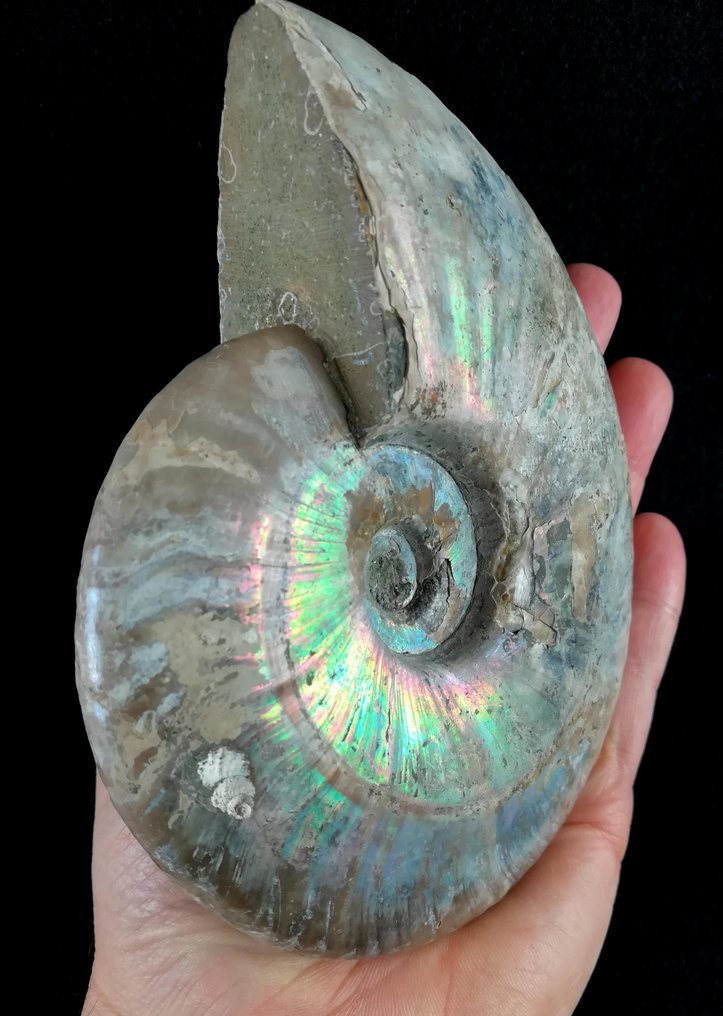 Ammonit - Forstenet dyr - Aioloceras (Cleoniceras) besairiei (Collignon 1949) - 14.5 cm - 12.3 cm #2.1