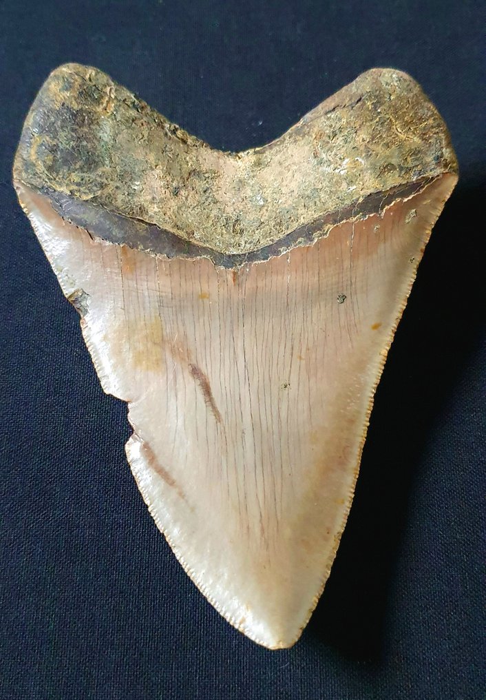 巨齿鲨 - 牙齿化石 - 120 mm - 88 mm #2.1