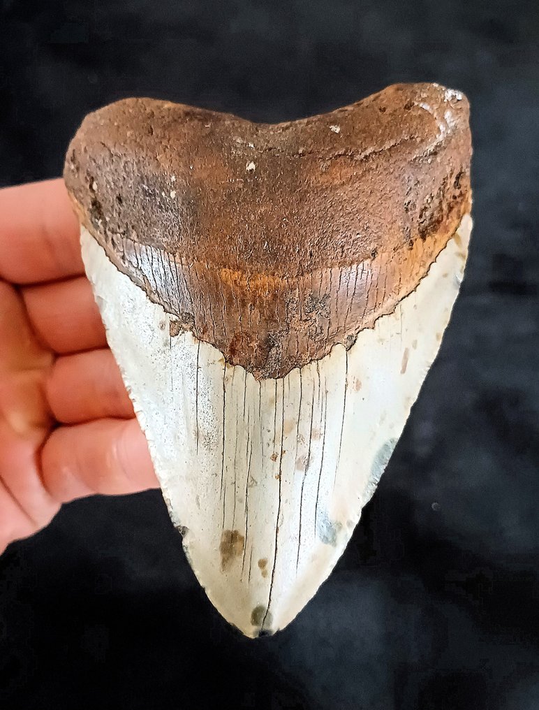 Megalodonte - Dente fossile - 114 mm - 84 mm #1.1