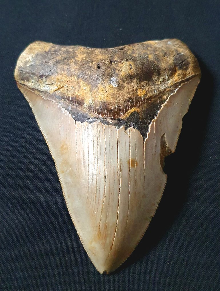 巨齿鲨 - 牙齿化石 - 120 mm - 88 mm #1.1