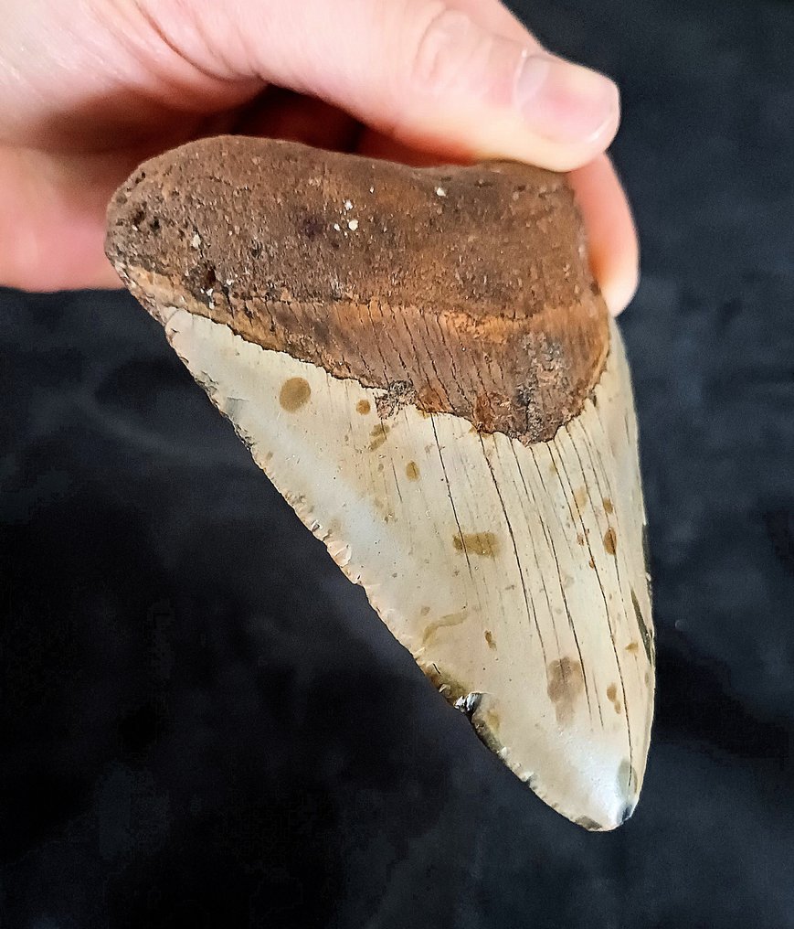 Megalodonte - Dente fossile - 114 mm - 84 mm #1.2