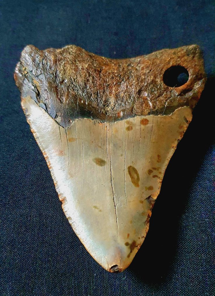 Megalodon - Dinte fosilă - 107 mm - 83 mm #1.2