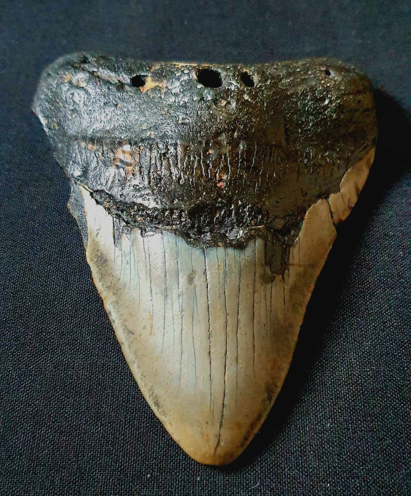 Megalodon - Dente fóssil - 119 mm - 86 mm #1.1