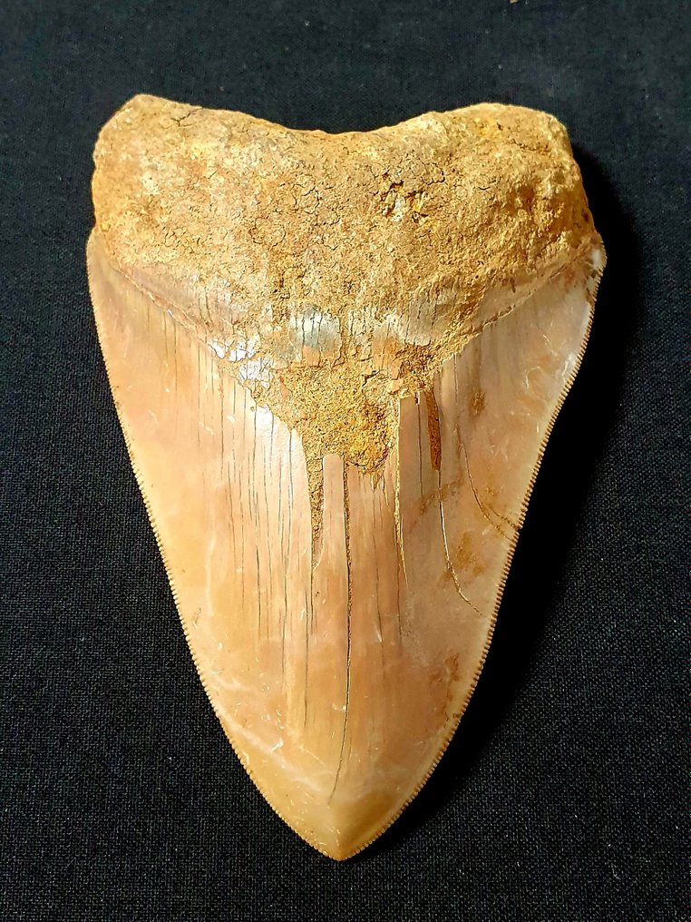 巨齿鲨 - 牙齿化石 - 134 mm - 89 mm #1.1