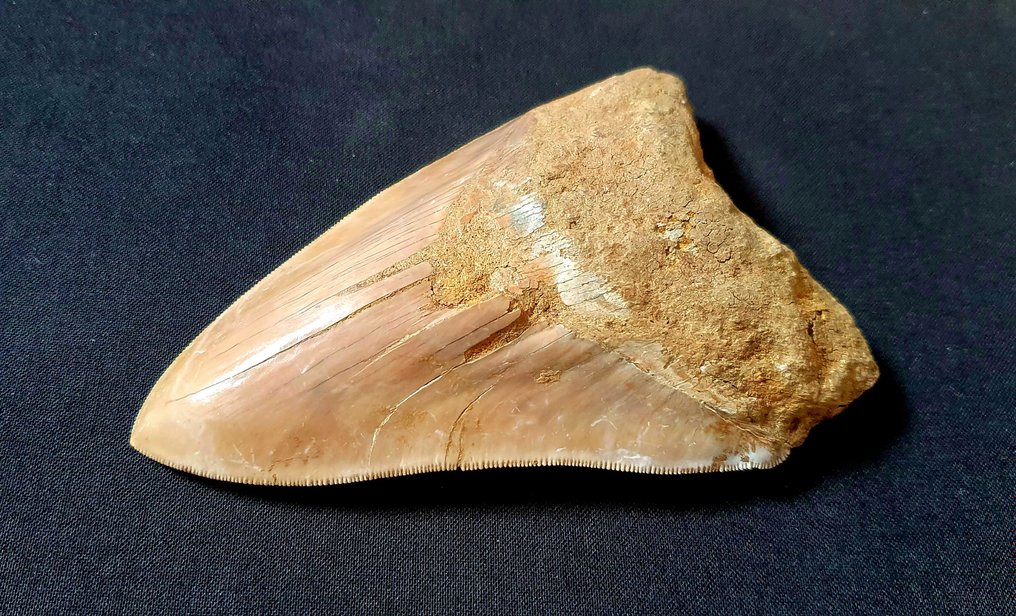 巨牙鯊 - 牙齒化石 - 134 mm - 89 mm #3.1
