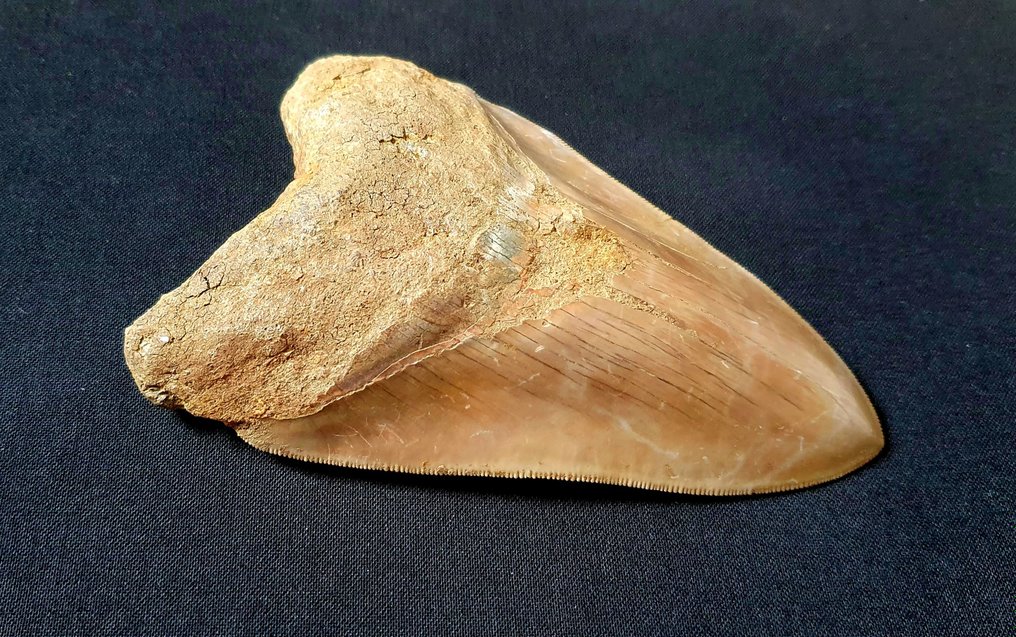 巨牙鯊 - 牙齒化石 - 134 mm - 89 mm #2.1