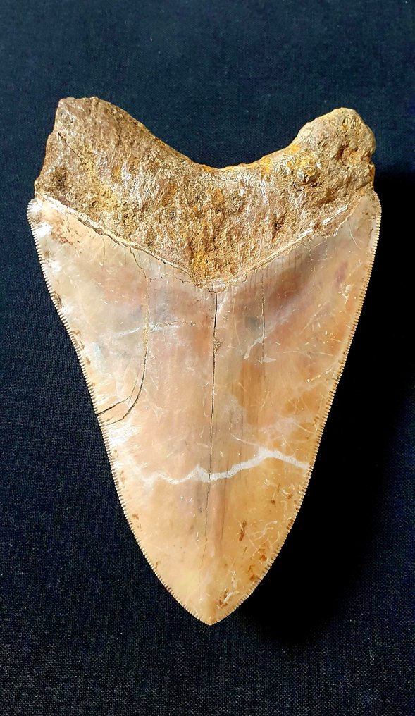 巨齿鲨 - 牙齿化石 - 134 mm - 89 mm #1.2
