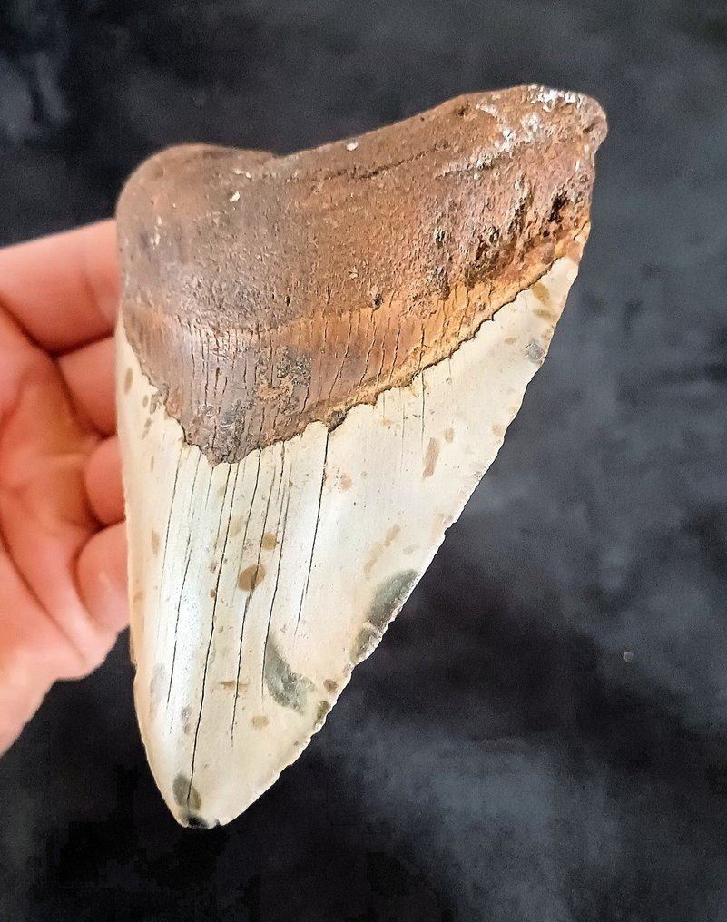 Megalodonte - Dente fossile - 114 mm - 84 mm #2.1