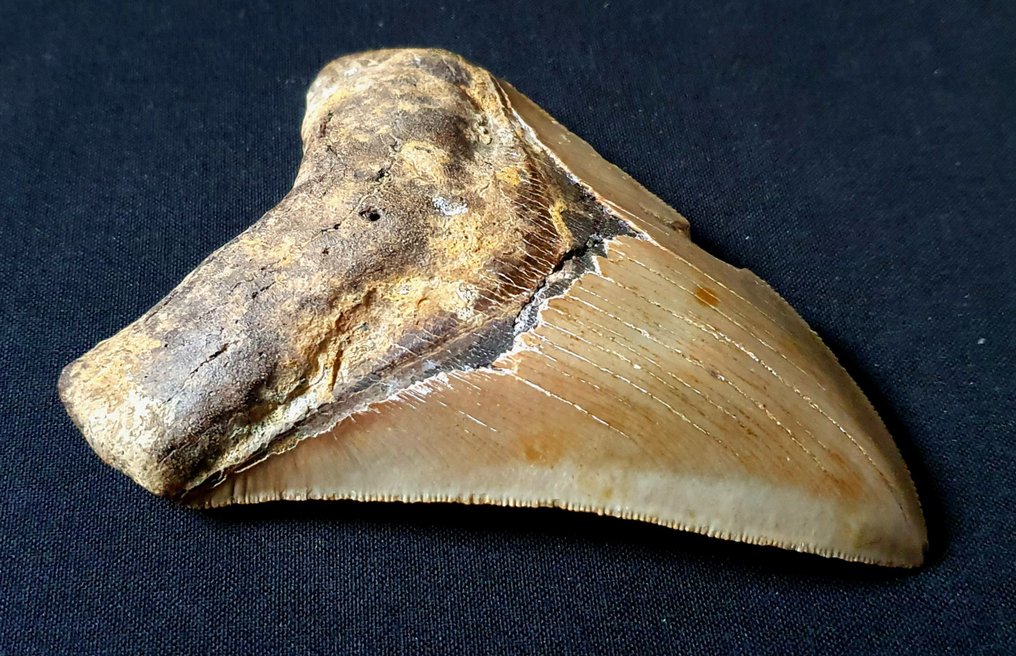 巨齿鲨 - 牙齿化石 - 120 mm - 88 mm #1.2